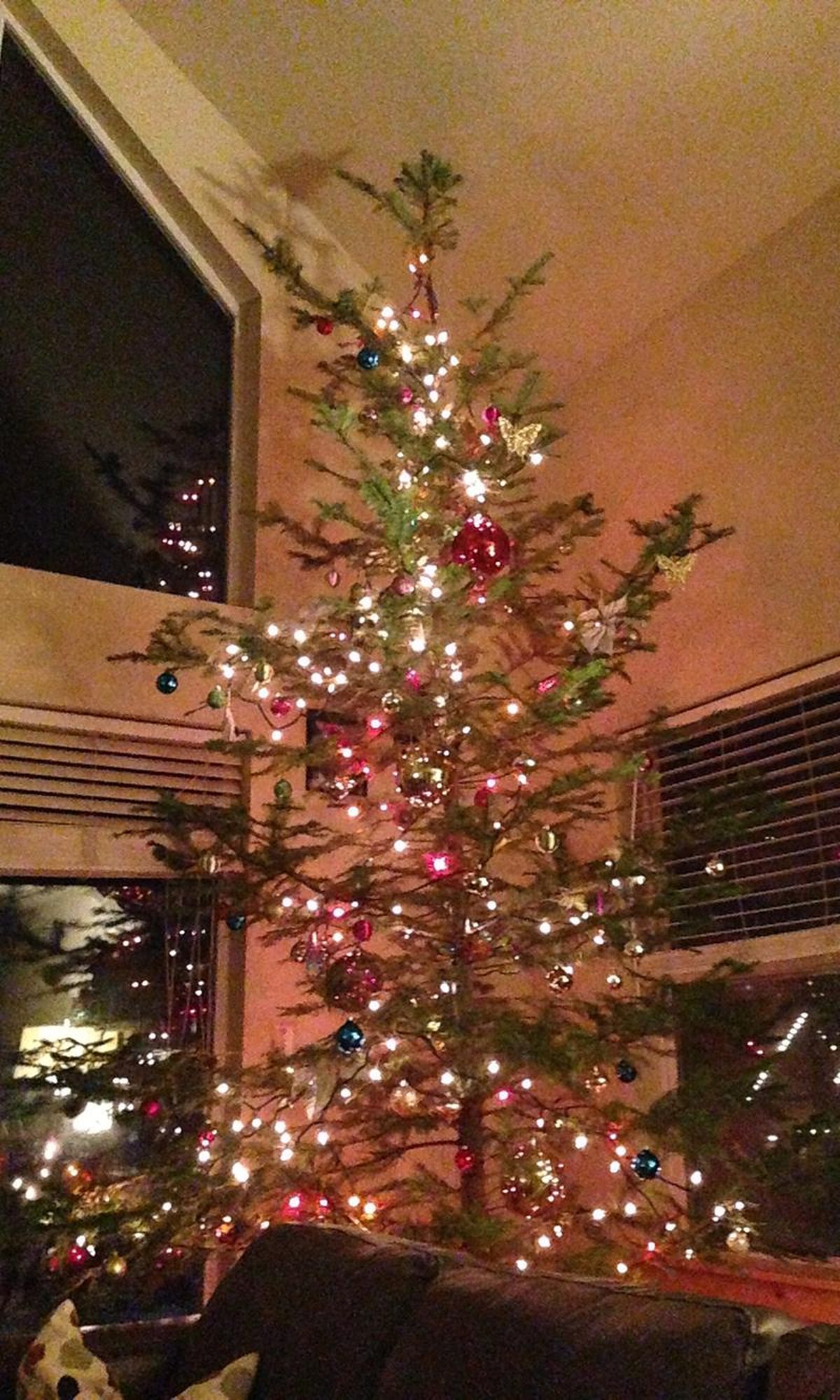 The Walter family Christmas tree takes up about a quarter of the Walter family living room. (Photo by Jeanne Ryan)