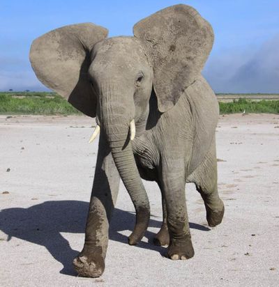 An elephant in Amboseli National Park in 2011 in Kenya reacts to sound played by scientists in experiments that show they can distinguish between languages. (Associated Press)