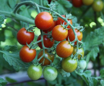 July is when tomatoes begin turning red. (SUSAN MULVIHILL/SPECIAL TO THE S)
