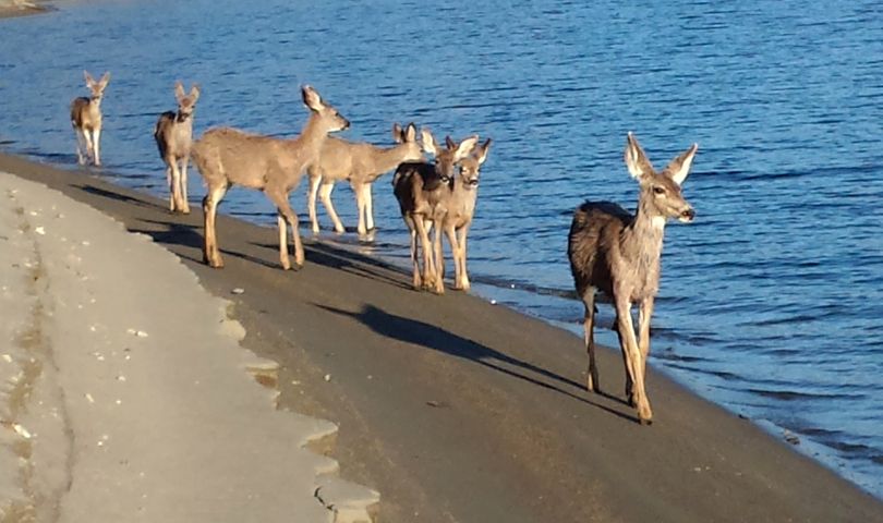 Mule deer trot along the shore of Lake Roosevelt during the April drawdown. (Rich Landers)