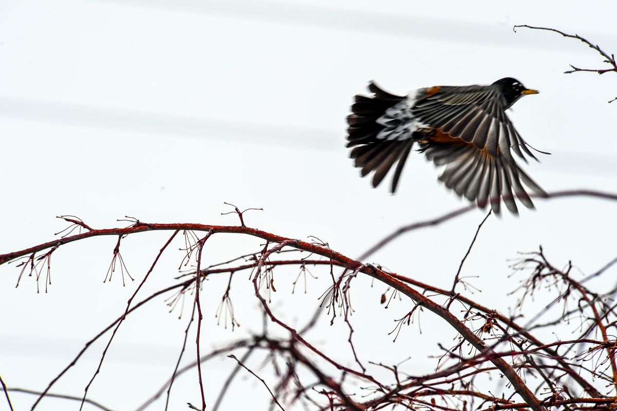 A robins takes flight from a tree branch, Friday, Feb. 15, 2019, in Spokane, Wash. (Dan Pelle / The Spokesman-Review)