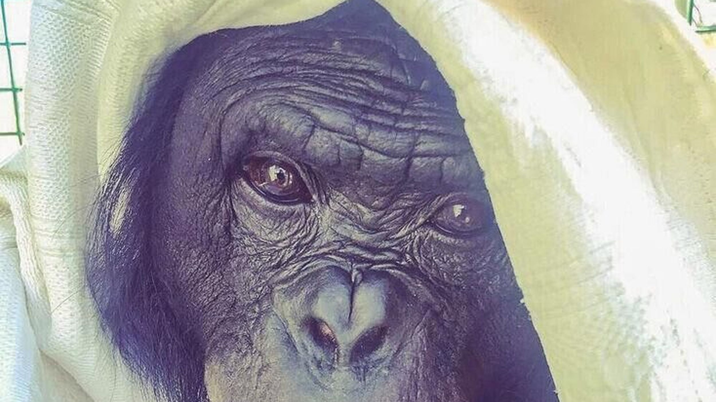 Bonobos – THANK YOU FOR THE MUSIC (NUI!) Happy #TecoTuesday!! 🥰💙 #ApeInitiative #Bonobo #Teco