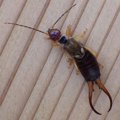 This male European earwig, common in Washington state, was found in Spokane in late July. Its flexible pincers are used to battle other males, fend off predators and to grasp the female during mating. The male’s pincers are curved and the female’s are straight. (Photo, courtesy of Carl Barrentine)  (The Spokesman Review)