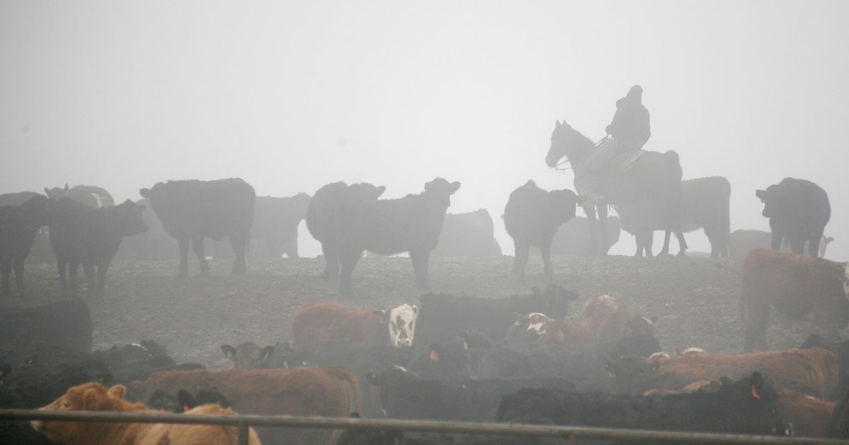 Tyson Foods looks to sell Pasco beef facility as industry struggles