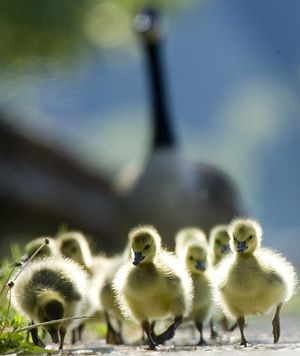 Canada geese and their goslings on the move near the Schuylkill River in Philadelphia, Wednesday, May 7, 2008. (AP Photo/Matt Rourke)  ORG XMIT: PAMR103 (Matt Rourke / The Spokesman-Review)
