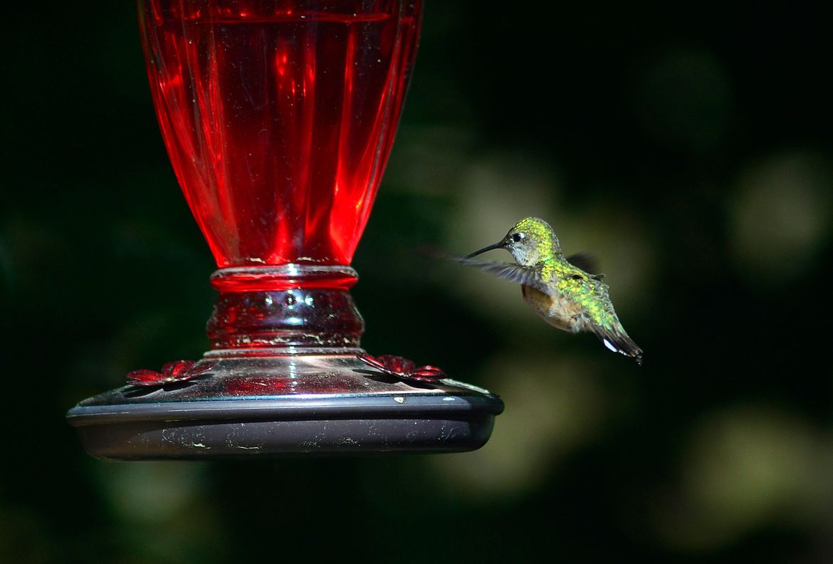 Hummingbirds returning to WA with spring. Here's how to safely feed