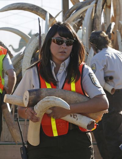 A U.S. Fish and Wildlife Service officer carries ivory to be destroyed at Rocky Mountain Arsenal National Wildlife Refuge, in Commerce City, Colo., on Thursday. (Associated Press)
