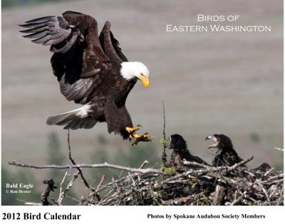 Bald eagles grace the cover of the Spokane Audubon Society's 2012 Birds of Eastern Washington calendar, feature photos by the group's members. Cover photo by Ron Dexter
(Ron Dexter)