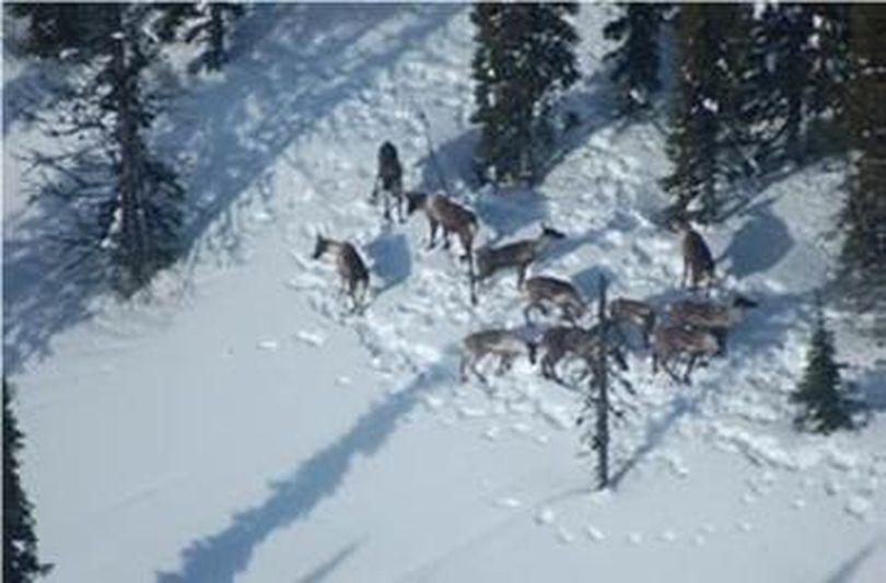 A small band of Southern Selkirks herd woodland caribou is photographed just north of the U.S.-Canada border during an aerial survey in March 2017. (Via Washington Department of Fish and Wildlife)