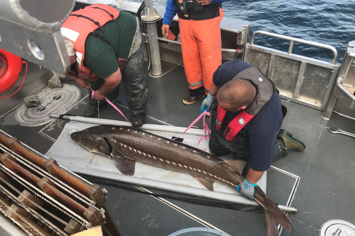 Colville Tribes Fish and Wildlife staff measure white sturgeon in 2020.  (Courtesy of Colville Tribes Fish and Wildlife)