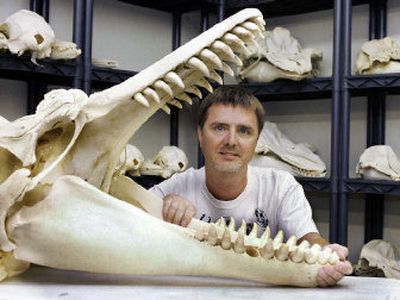 
Jay Villemarette, the founder of Skulls Unlimited, poses for a photo with a killer whale skull, in a storeroom in his business in Oklahoma City. 
 (Associated Press / The Spokesman-Review)