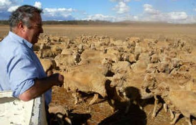 
Farmer Andy Forrest keeps an eye on Merino sheep during muster on Yarran station near Young, 300 kilometers west of Sydney, Australia, earlier this year. 
 (Associated Press / The Spokesman-Review)