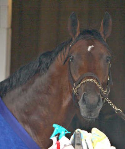 
Big Brown will go for the second leg of the Triple Crown in the Preakness on Saturday. Associated Press
 (Associated Press / The Spokesman-Review)