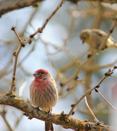Carrie Dugovic took this photo of a house finch and goldfinch in Colbert  on March 26. (Carrie Dugovic / COURTESY)