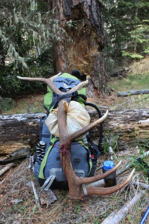 Holly Weiler's expedition-size backpack, filled with her overnight gear, other campers' garbage and a trophy bull elk shed from an overnight hike in the Blue Mountains. (Holly Weiler)