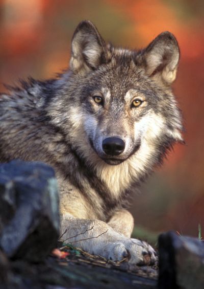 This undated handout photo provided by the U.S. Fish and Wildlife Service shows a gray wolf.  (Associated Press)