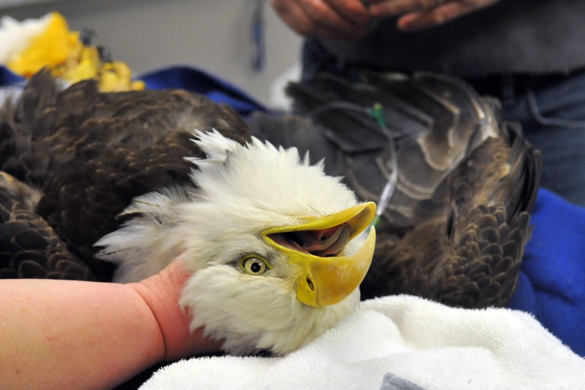 A bald eagle, held by technician Marilyn Omlor, endures IV line insertion by veterinarian Jerry Ponti. The injured bird was too weak to fly when rescuers brought it in to the Ponti Veterinary Hospital in Otis Orchards. (Jesse Tinsley)