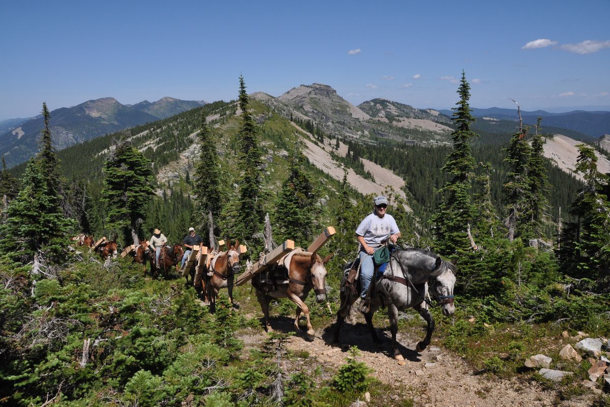 A U.S. Forest Service pack string heads up the trail to Star Peak in the Kootenai National Forest loaded with materials to restore a fire lookout. In the lead is packer Cindy Betlach based in Troy, Mont., followed by mules from the Northern region mule string based at the Historic Ninemile Ranger Station northwest of Missoula. In the background is Billiard Table Peak and some of the area northeast of Lake Pend Oreille and along the Idaho-Montana border proposed as the Scotchman Peaks Wilderness. (Rich Landers)