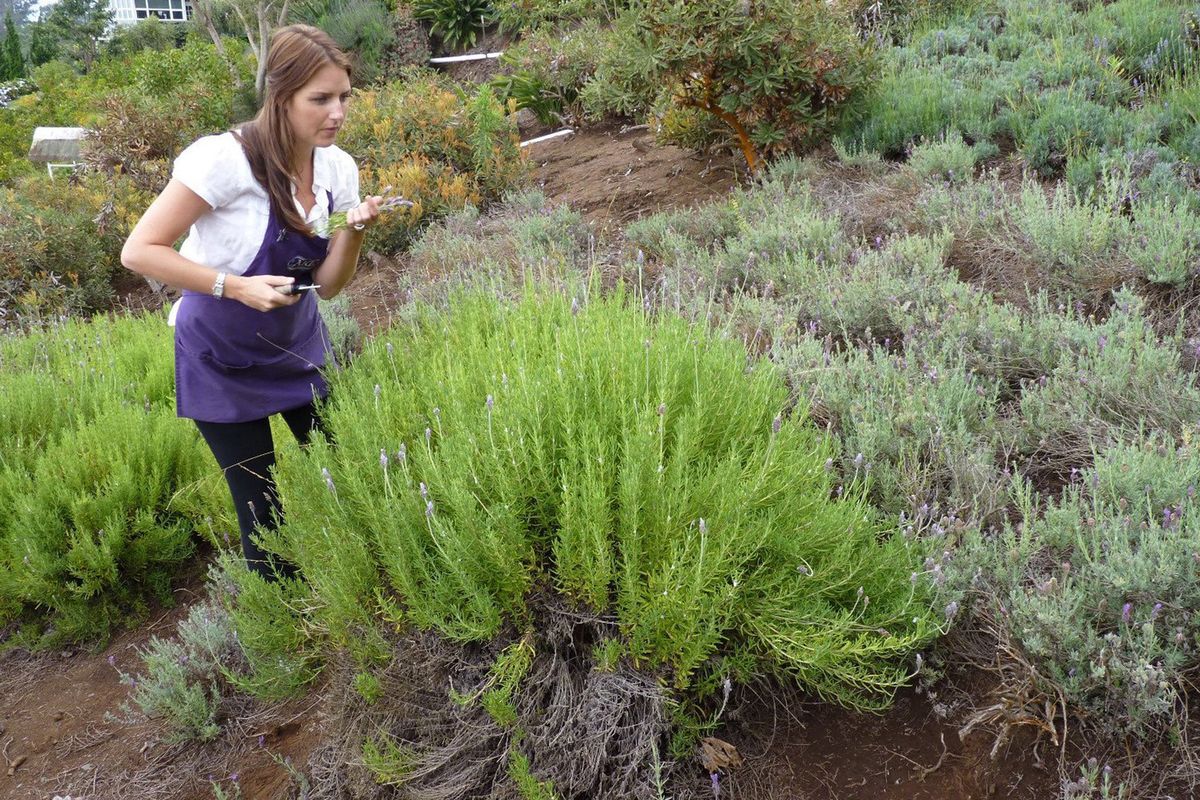 Jessie Ellis leads visitors on guided walking tours of the Ali’I Kula Lavender Farm in Maui Hawaii’s Upcountry. The farm grows 45 varieties of lavender.