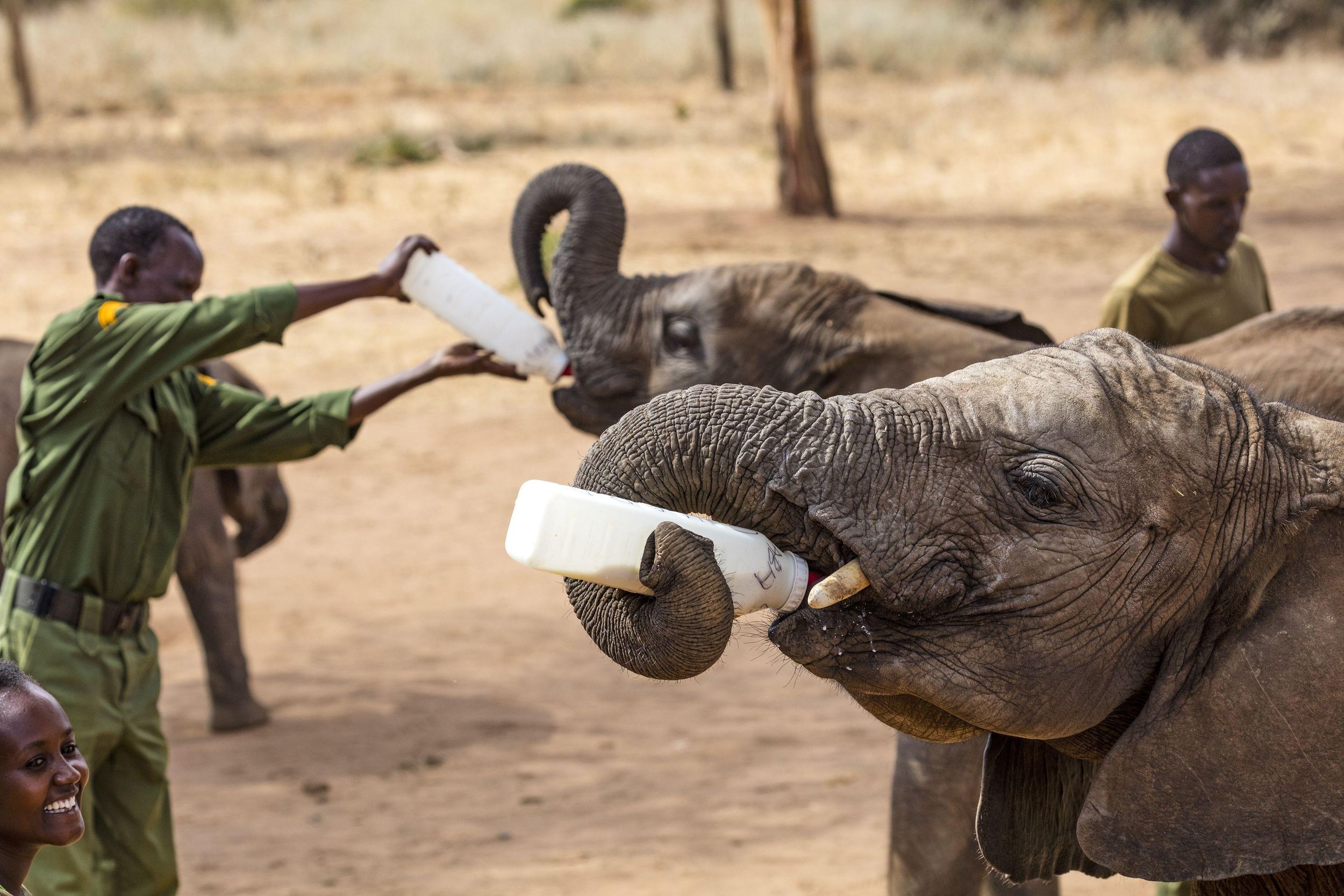 Orphaned elephants need milk. These babymother pairs might have the formula. The SpokesmanReview
