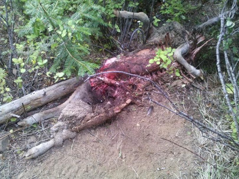Wolf-killed sheep from Dashiell flock on private timber company land grazing lease in southern Stevens County in August 2014. (Stevens County Cattlemen's Association)
