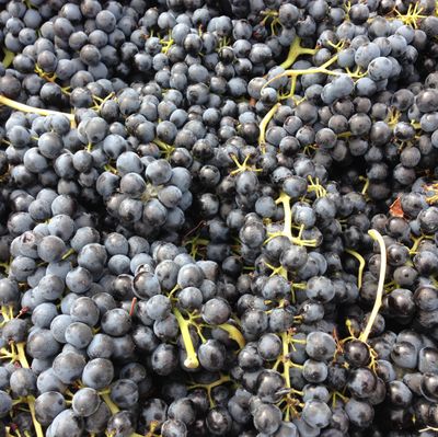 Harvested merlot grapes arrive at a Walla Walla Valley winery. Merlot is the No. 2 red wine grape in Washington and played a big role in the 1990s and 2000s to raise the prominence of the state’s wines.