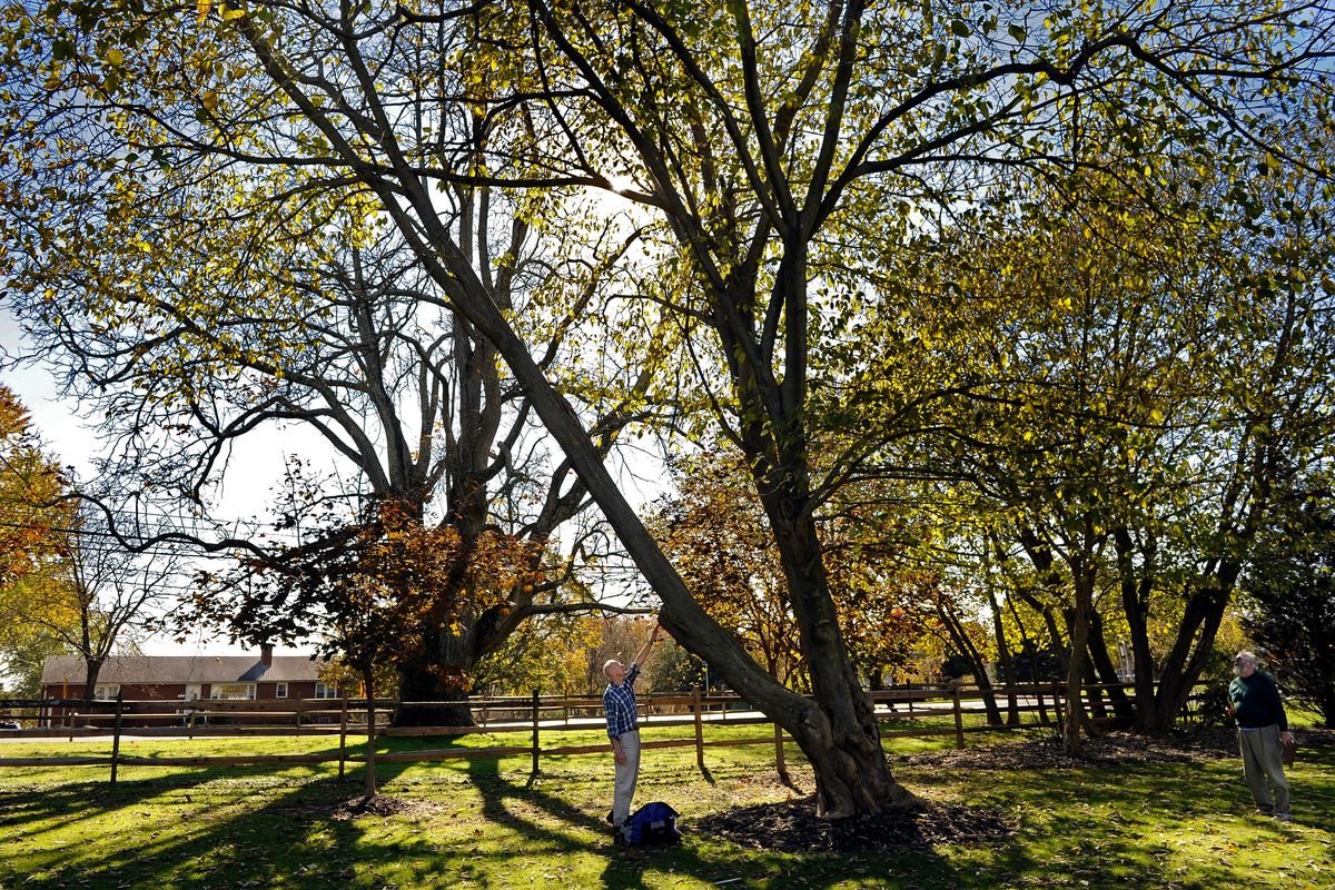Joe Howard, touching a mulberry paper tree, and John Bennett, right, have been involved for decades with the Maryland Big Tree Program. (Matt McClain/For The Washington Post)