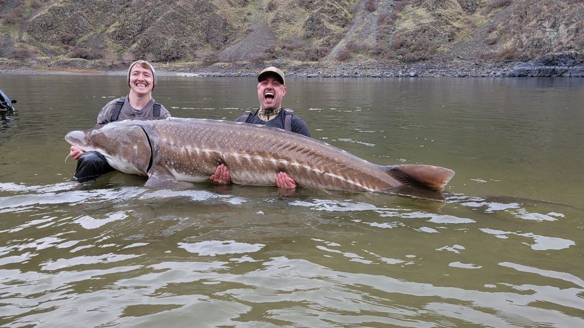 A large white sturgeon landed in Idaho’s Hells Canyon.  (Courtesy of Joe DuPont)