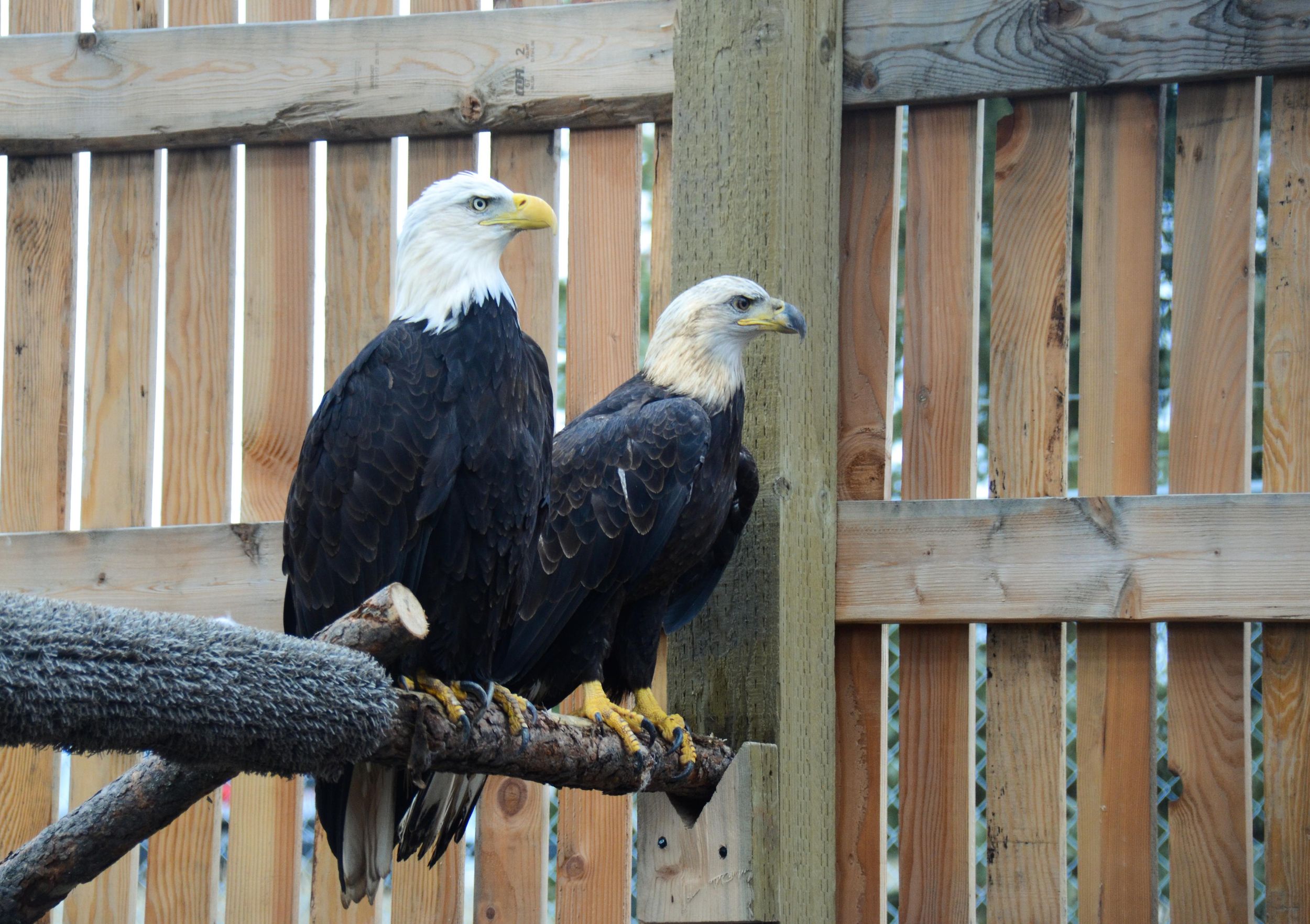 With new aviary the Coeur d’Alene Tribe is poised to protect eagles ...