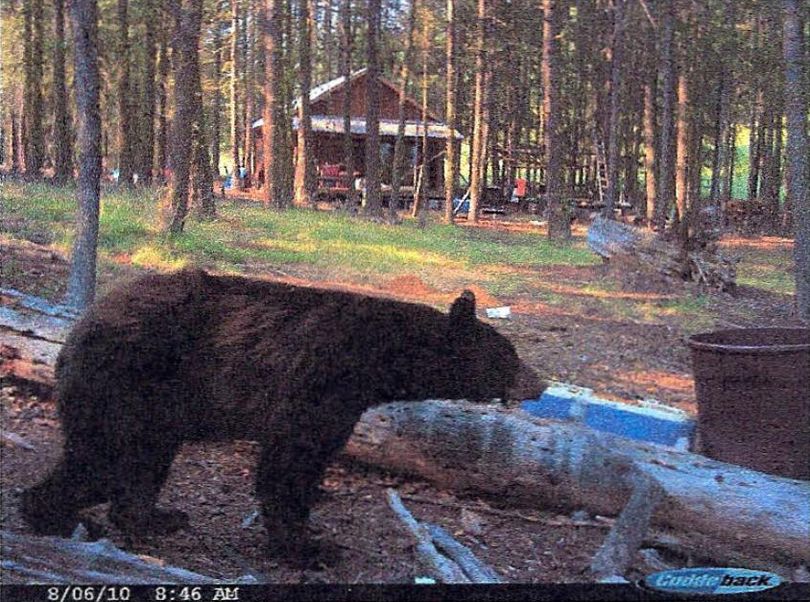 In this trail camera photo, a black bear is lured to what police say is a bait pile at a Methow Valley cabin site.