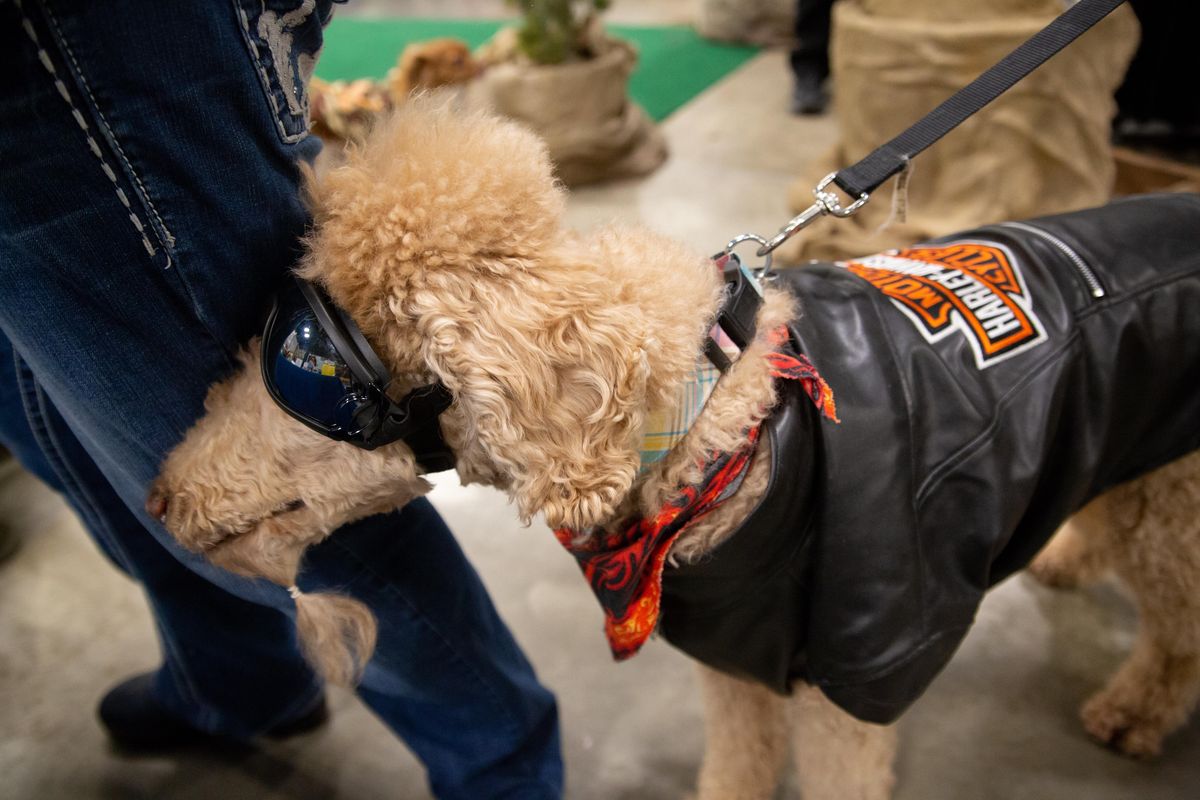 Oliver, a standard poodle, sports shades and a Harley Davidson jacket prior to the first Outdoor Dog Fashion Show at the Spokane Great Outdoors & Bike Expo at the Spokane Convention Center on Feb. 24, 2019. Oliver is owned by Maryann Duffey, who owns a Harley Davidson with a sidecar that Oliver rides in. (Libby Kamrowski / The Spokesman-Review)