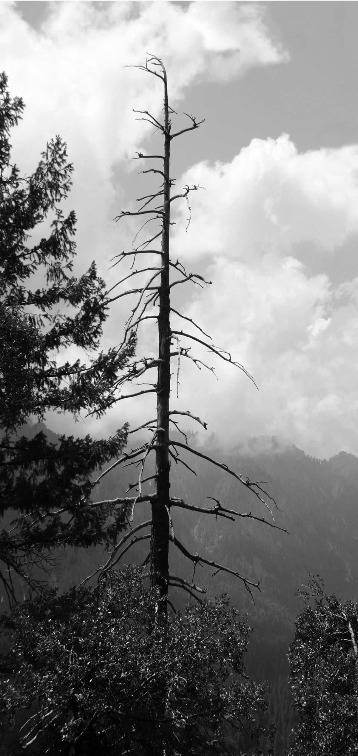  A view from Yosemite National Park, Calif., hangs in Kim Curinga’s home. 