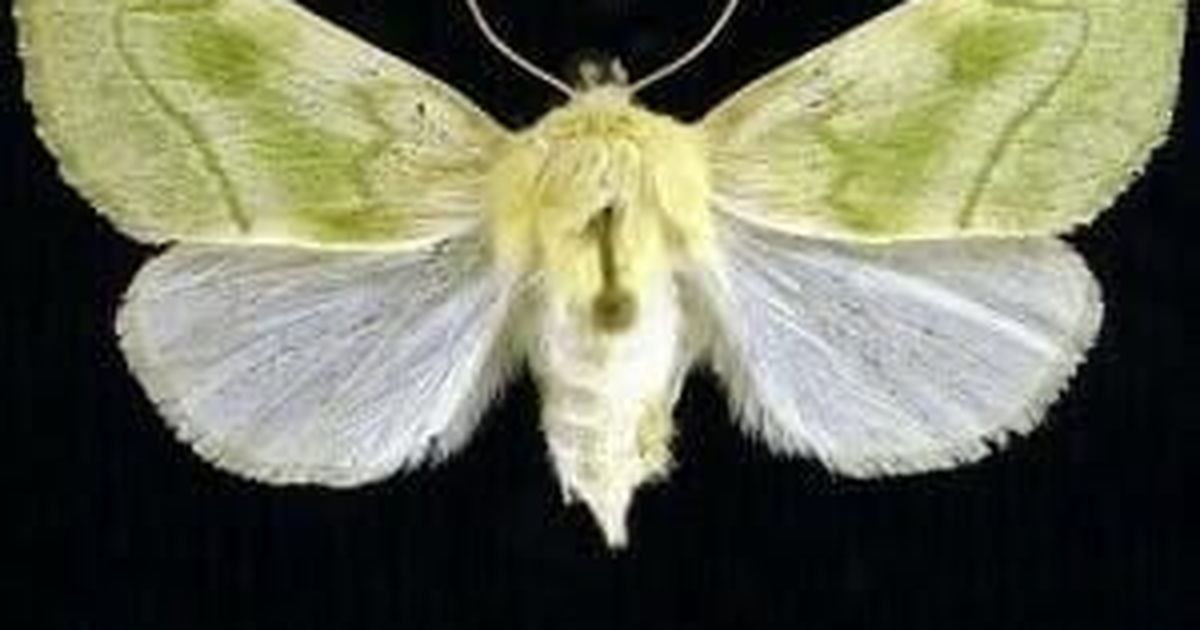 Cool critters: Let magnificent elder moths lure you into the dark