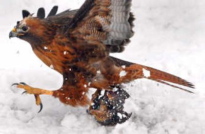 
A red-tailed hawk clutches a rodent along the Rathdrum Prairie on Friday.  Scores of raptors share the area with the growing number of homes and roads in North Idaho.
 (Brian Plonka / The Spokesman-Review)