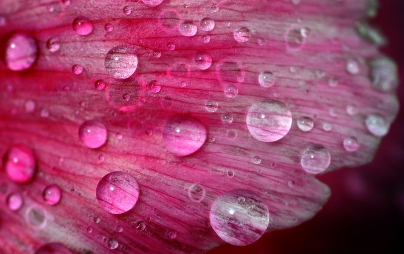 Raindrops gather on a petal of a peony on Thursday, May 27, 2010, in Spokane's Manito Park. Unseasonably cool temperatures and rain is expected to continue on Friday. (Colin Mulvany / The Spokesman-Review)