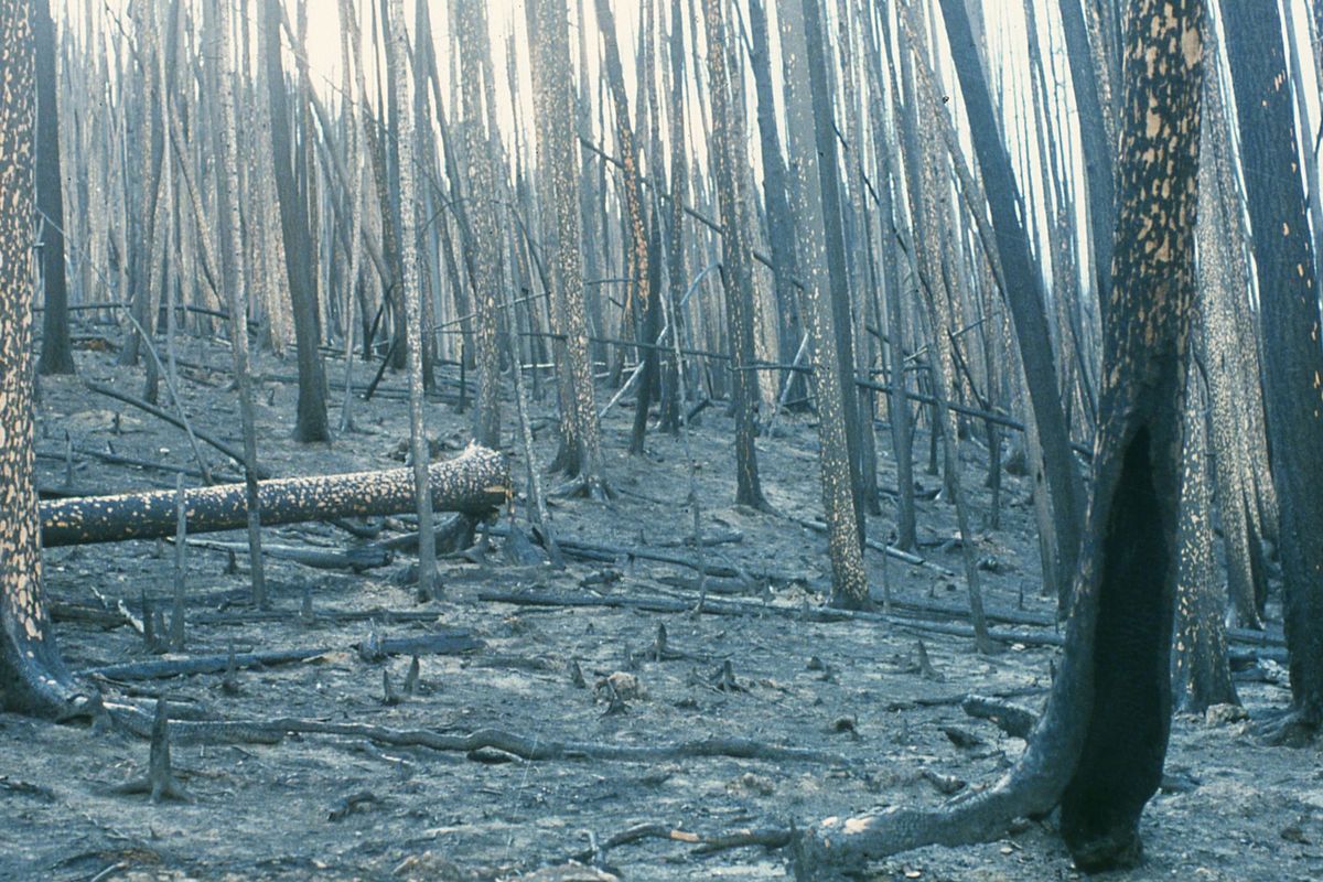 First of three-photo sequence shows a north facing slope in the Sandpoint Creek drainage in Montana shortly after the Sandpoint Creek fire in 1985 in the Little Belt Mountains 10 miles southeast of U.S. Highway 89 at Kings Hill. (Wayne Phillips)