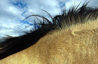 
Some folks say that the length or thickness of horse hair is an indicator of a bad winter. The hair on Mickey, a recent transplant from Montana, points to a mild winter, said owner Darren Barfield, manager of The Ranch at Mica Meadows in Mica Flats. 
 (The Spokesman-Review)
