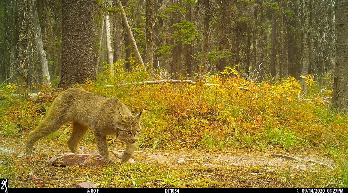 COVID-19 creates unique opportunity for lynx research by WSU student in Glacier National Park