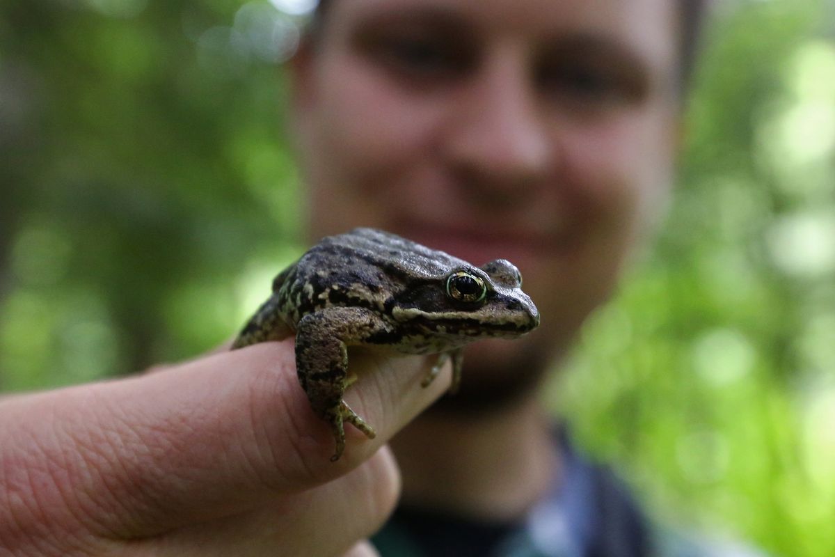 David Reavill, a Central Washington University biology graduate student, monitors amphibians, like this Cascades Frog, which was tagged, June 2, 2015, near I-90 at Cabin Creek.    (Ken Lambert/The Seattle Times/TNS)