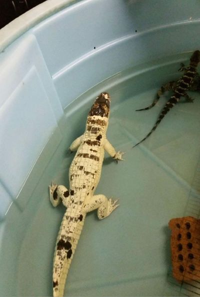 The rare Leucistic alligator ‘Snowball’. (Sumter County Sheriff’s Office)