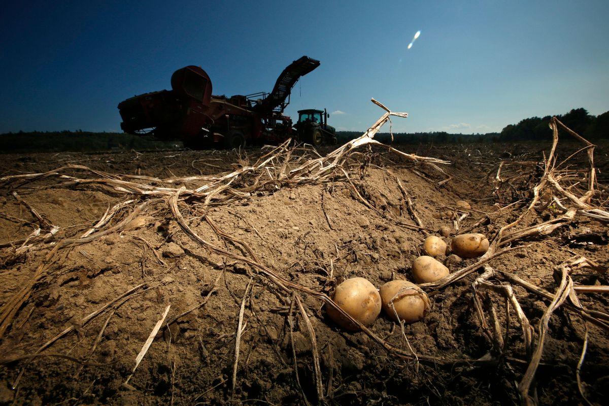 Potatoes await harvesting at Green Thumb Farms, Sept. 27, 2017, in Fryeburg, Maine. University of Maine researchers are trying to produce potatoes that can better withstand warming temperatures as the climate changes.  (Robert F. Bukaty)
