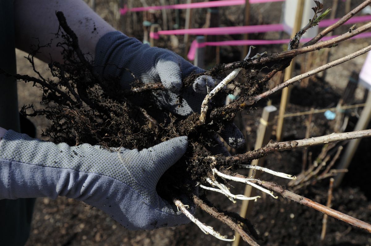 Above: Marcus holds bare root raspberry canes at Northwest Seed and Pet. She said that because these plants have been hardened off in spring temperatures, they can be planted now. (Jesse Tinsley / The Spokesman-Review)