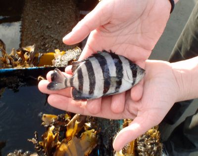 In this March 22, 2013 photo provided by the Washington state Department of Fish and Wildlife, a striped beakfish is held for display above a water-filled well or bait box aboard a 20-foot-long Japanese boat that washed ashore recently at Long Beach, Wash. Biologists say five of the fish, plus other Japanese species of sea creatures, arrived alive, apparently hitching a ride across the Pacific Ocean on debris believed to have come from the March 2011 Japanese tsunami. (Travis Haring / Washington State Department Of Fish And Wildlife)