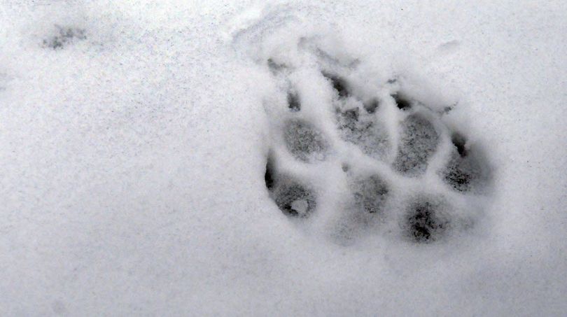 Gray wolf track in snow. (Kathy Plonka / The Spokesman-Review)