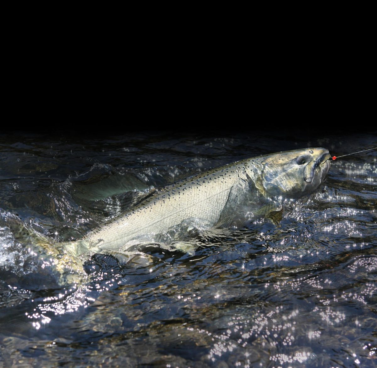 A Chinook Salmon is on the line caught and released in a river in Washington State. (HakuNellies / iStock Photo)