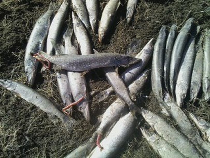 An anglers says this unconfirmed photo shows two dozen northern pike stranded on dry ground in the Kettle River Arm of Lake Roosevelt during a March 2015 reservoir drawdown. (Courtesy)
