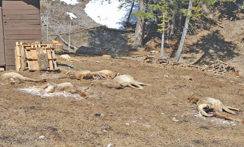 Elk carcasses litter a Department of Fish and Game feeding site off Warm Springs Road west of Ketchum. (Roland Lane / Idaho Mountain Express)