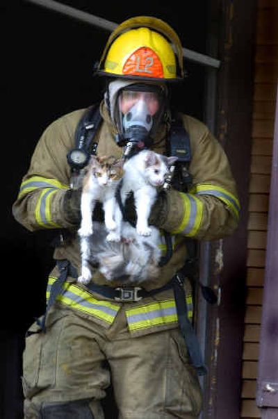 House fire kills 10 cats of rescuer
