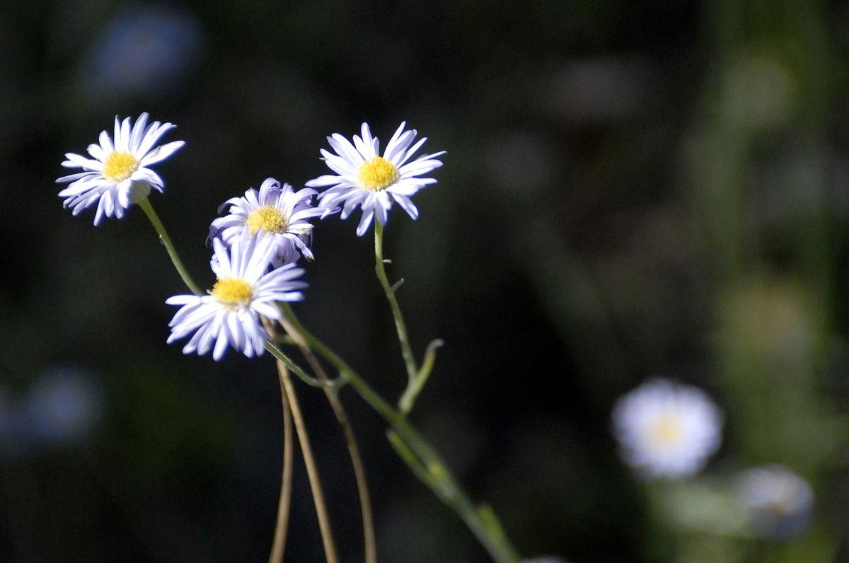 Wildflowers are abundant from spring to mid-July at the Dishman Hills Natural Area. (The Spokesman-Review)