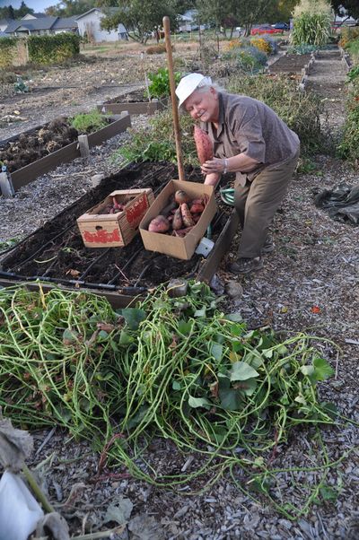 Pat Munts: My friend Jean Baker and I dug 36 pounds of Georgia Jet sweet potatoes out of a four by 8-foot garden box at the Resurrection Episcopal Community Garden on Oct. 2. (Pat Munts / Special to The Spokesman-Review)